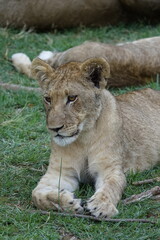 Lion Family with Cubs playing along the Okavango Delta in the Khwai Region