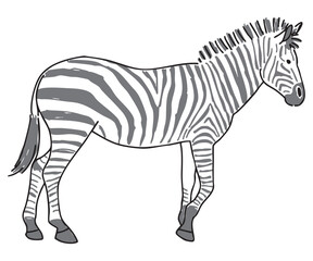 シマウマの手描きイラスト