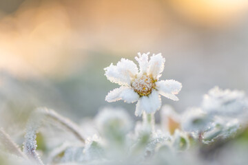 Matin glacé pour pâquerette