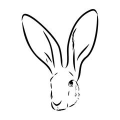Wild Hare, Hand-Drawn Vector, Graphic Style, Abyssinian hare, vector sketch