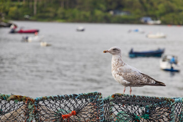 seagull on the pier