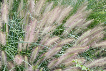 Close-up of fountain grass with fluffy purple-tinged plumes