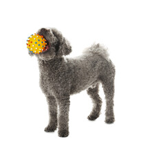Cute dog playing with toy on white background. Adorable pet