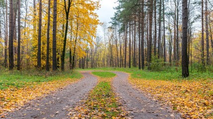 Obraz premium Autumn Forest Path