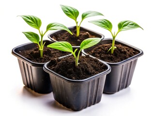 Silhouette of Four-Week-Old Pepper Seedlings in Pot - Top View