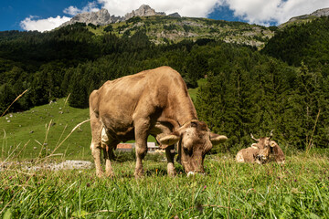 Cows pasture in Alps. Cows on alpine meadow in Switzerland. Cow pasture grass. Cow pasture green...