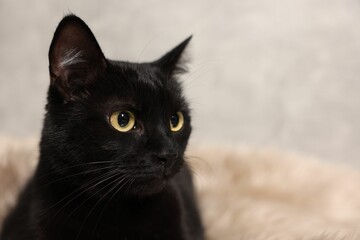 Cute black cat lying on rug, closeup and space for text. Adorable pet