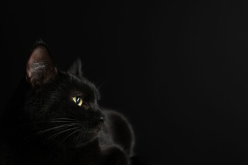 Cute cat on black background, closeup and space for text. Adorable pet