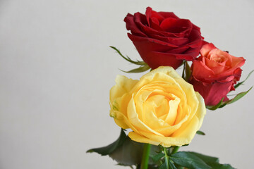 赤と黄色のばら