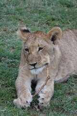 Lion family with cubs playing in the Okavango Delta in the Khwai Region