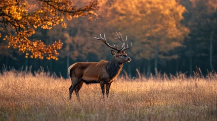 Obraz premium Majestic stag in autumnal field