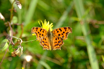 butterfly on a yellow flower