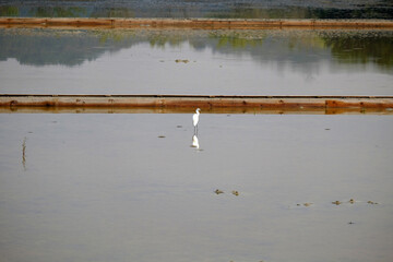 White crane flying over salt fields