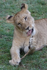 Lion family with cubs playing in the Okavango Delta in the Khwai Region