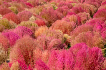Pink broom cypress field flowers