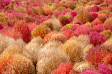 A field of colorful broom cypress
