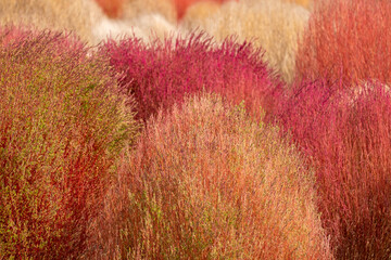 A field of colorful broom cypress