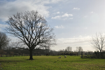 Wide rural scene with a large bare tree, grazing sheep, and a horse under a blue sky, depicting countryside tranquility.