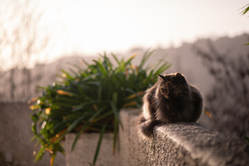 Long haired cat sitting on a wall on a sunny winter afternoon