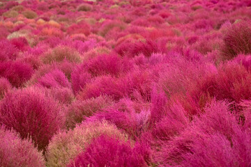 Red-colored field of broom cypress