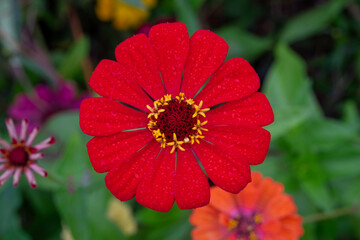 red flower in the garden