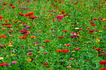 Red wild flowers blooming in the field