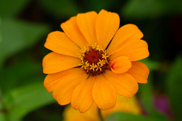 orange flower in the garden