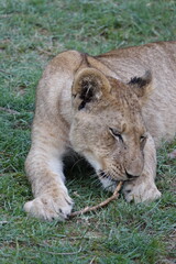 Lion family with cubs playing in the Okavango Delta in the Khwai Region