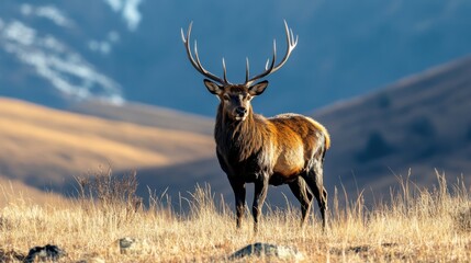 Obraz premium Majestic red deer stag in autumnal field.