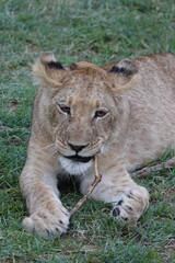 Lion family with cubs playing in the Okavango Delta in the Khwai Region