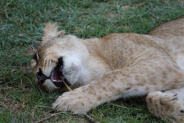Lion family with cubs playing in the Okavango Delta in the Khwai Region