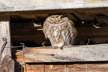 little owl hiding on an old wooden barn