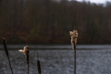 A bunch of dried cattails near the lake