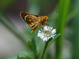 macro photos with a animals.