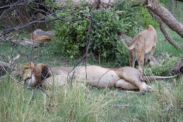 Lion family with cubs playing in the Okavango Delta in the Khwai Region