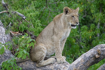 Lion Family with Cubs playing along the Okavango Delta in the Khwai Region