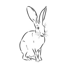 Wild Hare, Hand-Drawn Vector, Graphic Style, Abyssinian hare, vector sketch