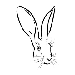 Wild Hare, Hand-Drawn Vector, Graphic Style, Abyssinian hare, vector sketch