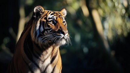 Majestic tiger in sunlit forest