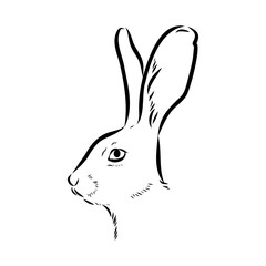 Wild Hare, Hand-Drawn Vector, Graphic Style, Abyssinian hare, vector sketch