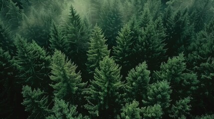 Aerial view of lush evergreen forest canopy at dawn. Nature-themed projects and environmental awareness.