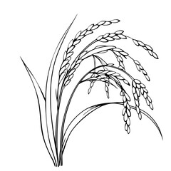 Rice plant