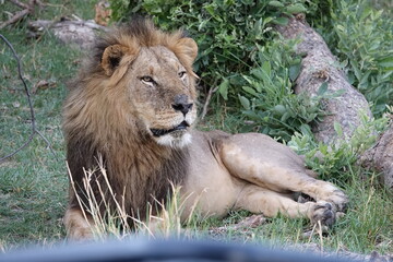 Lion Family with Cubs playing along the Okavango Delta in the Khwai Region