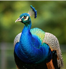 Obraz premium peacock with feathers