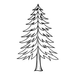 Obraz premium Pine tree