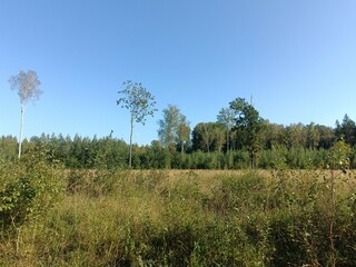 Road in forest in Siauliai county during sunny summer day. Oak and birch tree woodland. Sunny day with white clouds in blue sky. Bushes are growing in woods. Sandy road. Nature. Summer season. Miskas.