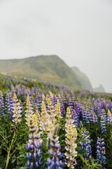 Fototapeta premium Field of vibrant lupines blooming in Vik, South Iceland, showcasing nature's beauty