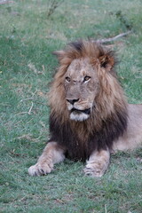 Lion Family with Cubs playing along the Okavango Delta in the Khwai Region
