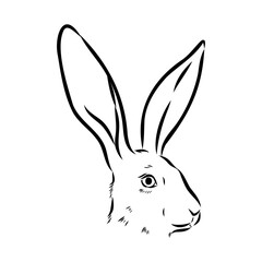 Wild Hare, Hand-Drawn Vector, Graphic Style, Abyssinian hare, vector sketch