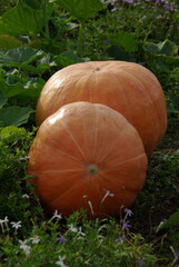 Fototapeta premium Citrouilles mûres au jardin en été